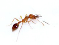Fire Ant Control 
